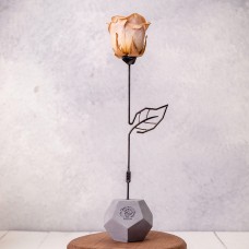 رز جاودان شامپاینی