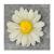 شمع بابونه
